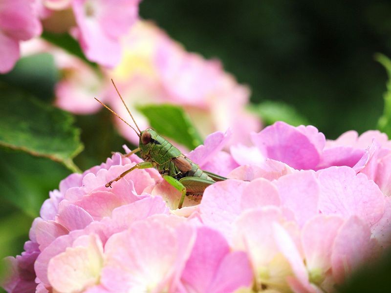 紫陽花に集まる虫たち : みなみかぜ通信 紫陽花に集まる虫たち : みなみかぜ通信