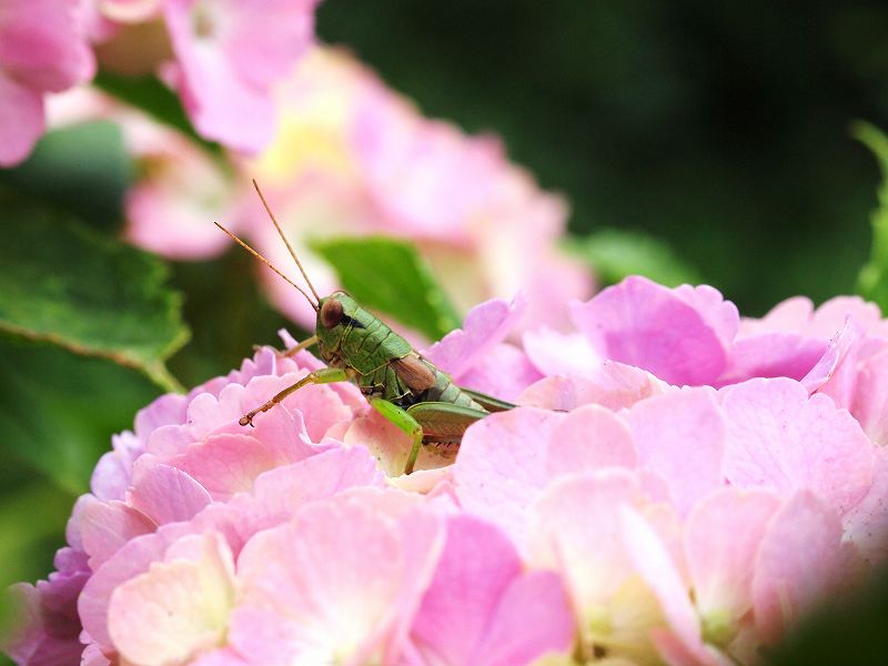 紫陽花に集まる虫たち_b0135573_2263020.jpg