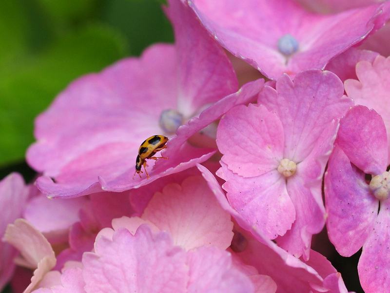 紫陽花に集まる虫たち_b0135573_2264922.jpg