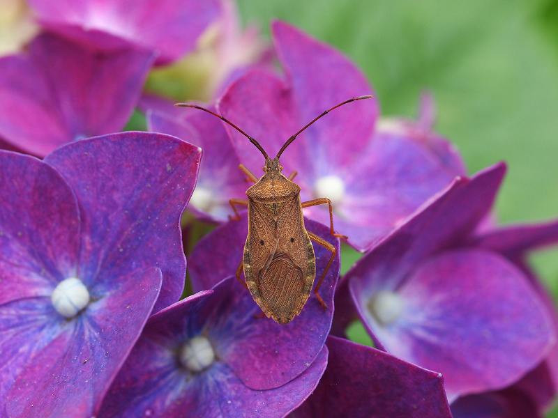 紫陽花に集まる虫たち : みなみかぜ通信 紫陽花に集まる虫たち : みなみかぜ通信