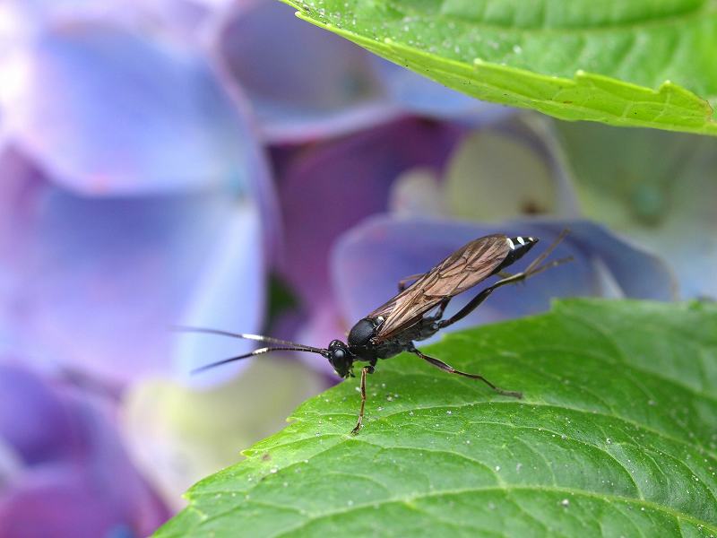 紫陽花に集まる虫たち_b0135573_2284891.jpg