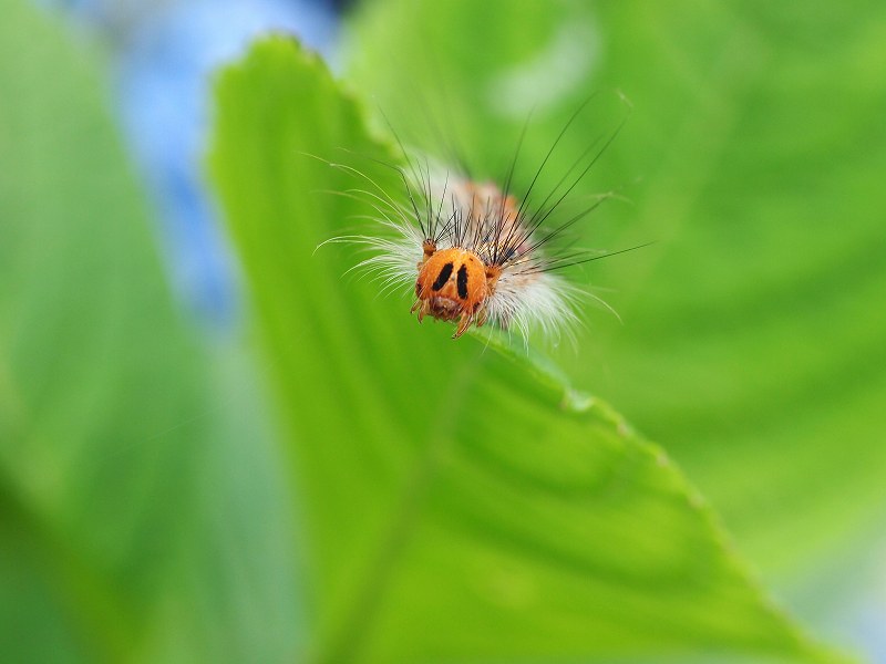 紫陽花に集まる虫たち_b0135573_2293016.jpg