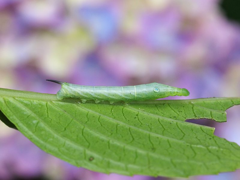 紫陽花に集まる虫たち_b0135573_2295065.jpg