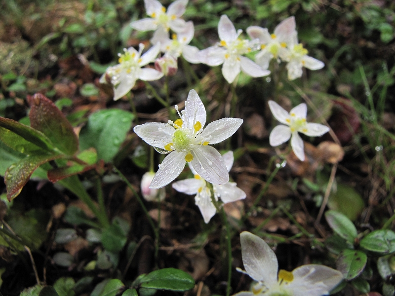 6月12日（日）　八ヶ岳（横岳）の花達♪_a0191674_13105265.jpg