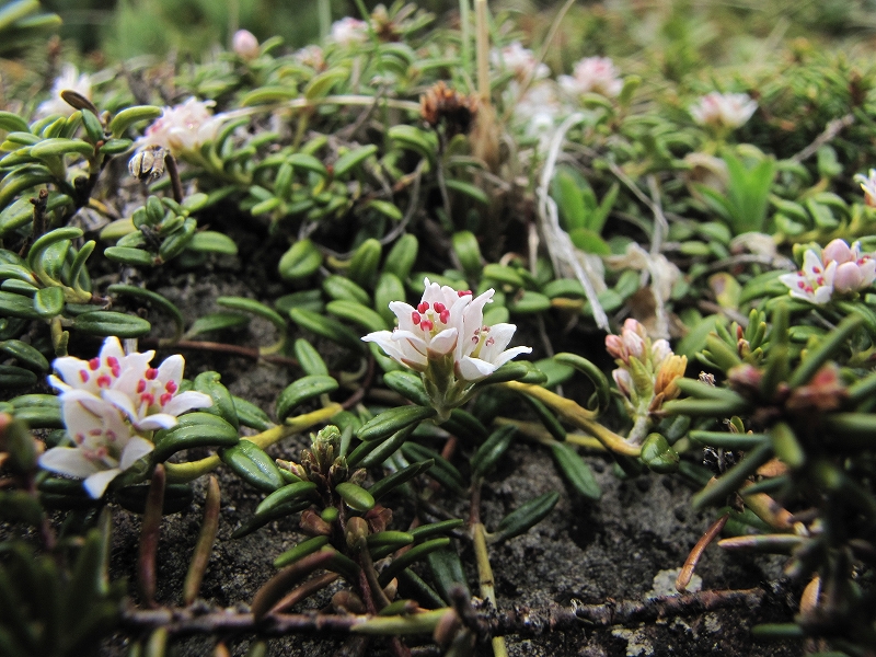 6月12日（日）　八ヶ岳（横岳）の花達♪_a0191674_13144710.jpg