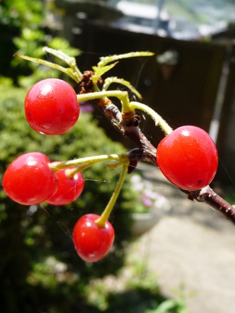 華やいできた庭のお花たち_d0042474_0385021.jpg