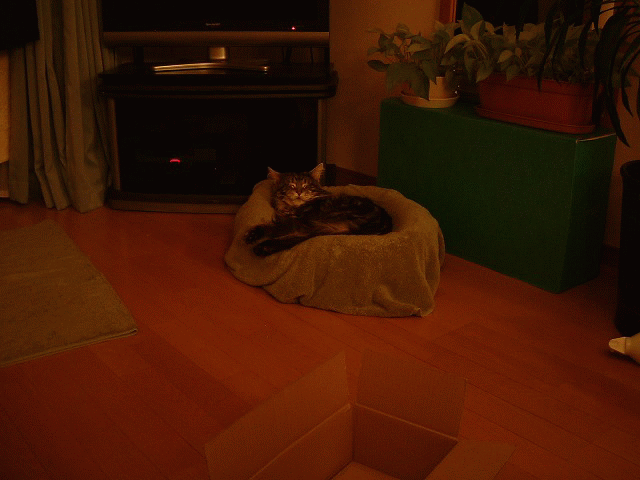 a0135577_1582996.gif