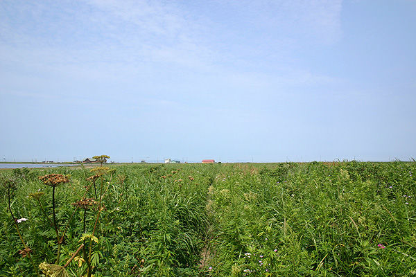 e0186780_1512293.jpg