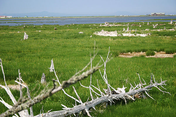e0186780_1522827.jpg