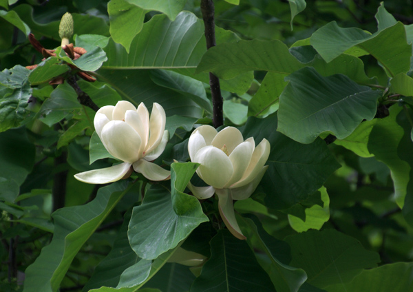 朴の花とマロニエの花_a0073281_865715.jpg