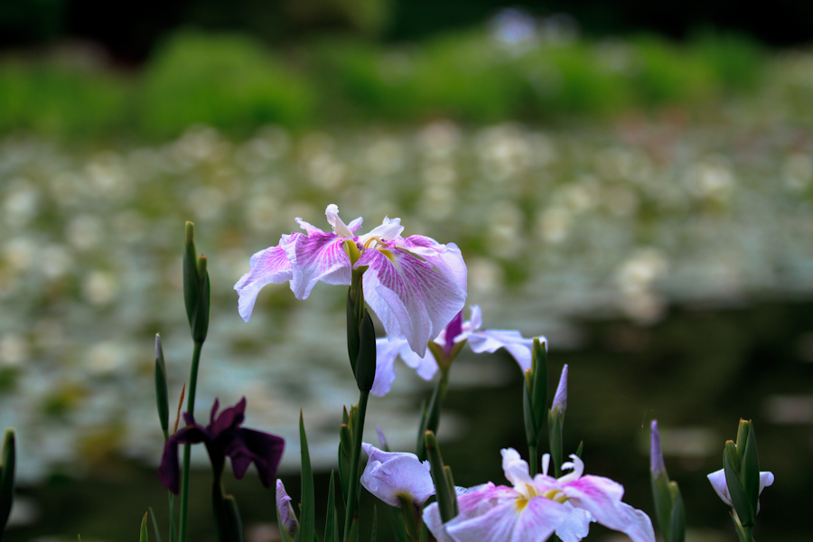 観修寺　花菖蒲！_b0128581_18491596.jpg