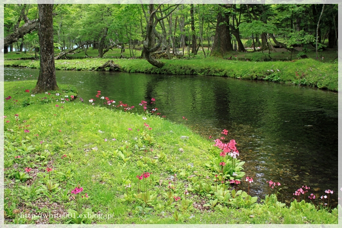 湿潤な森_e0027083_7543375.jpg