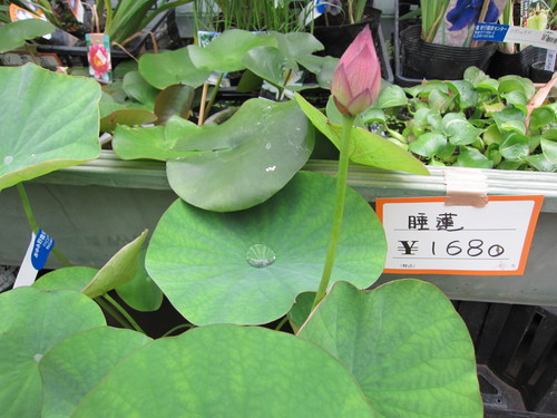 あゆみ野農協安行園芸センター お当番_b0200291_1337960.jpg