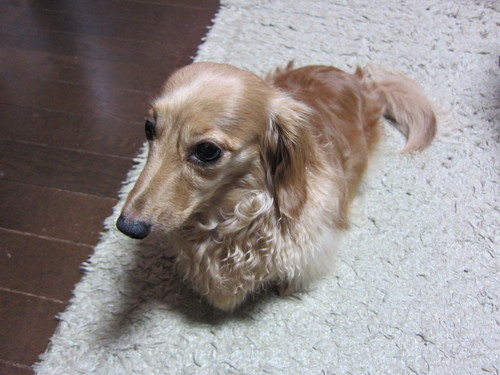あゆみ野農協安行園芸センター お当番_b0200291_19422113.jpg