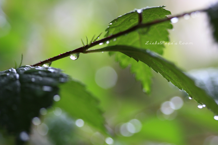 朝から雨＾＾；_f0001895_16361942.jpg