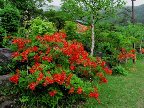 チェリーパークラインの花たち_e0120896_710383.jpg