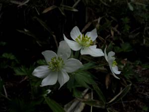 チェリーパークラインの花たち_e0120896_774610.jpg
