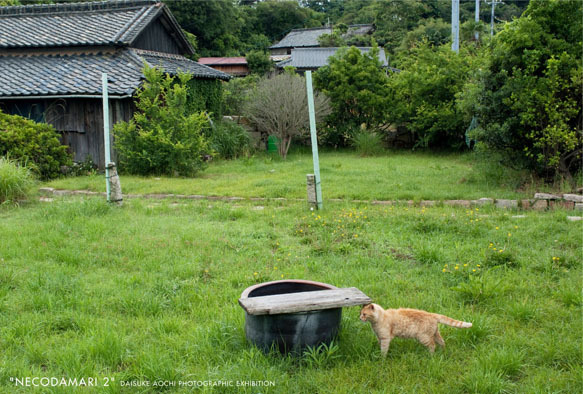 青地大輔写真展「ねこだまり2」_e0178097_11283428.jpg