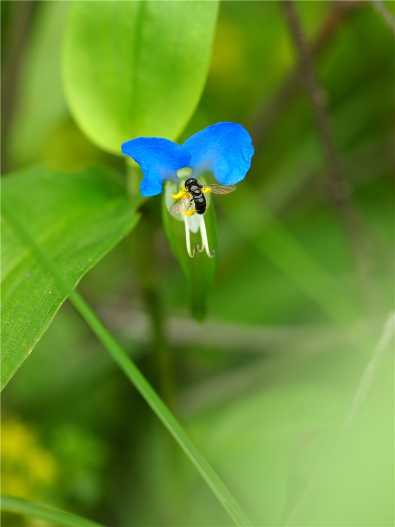 秋ヶ瀬で野草撮り_f0224100_23232764.jpg