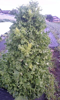 c0163102_2234429.jpg