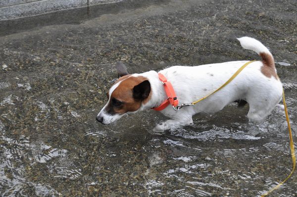 スペシャルゲストとの対決＆今日の水遊び_f0203612_21301549.jpg