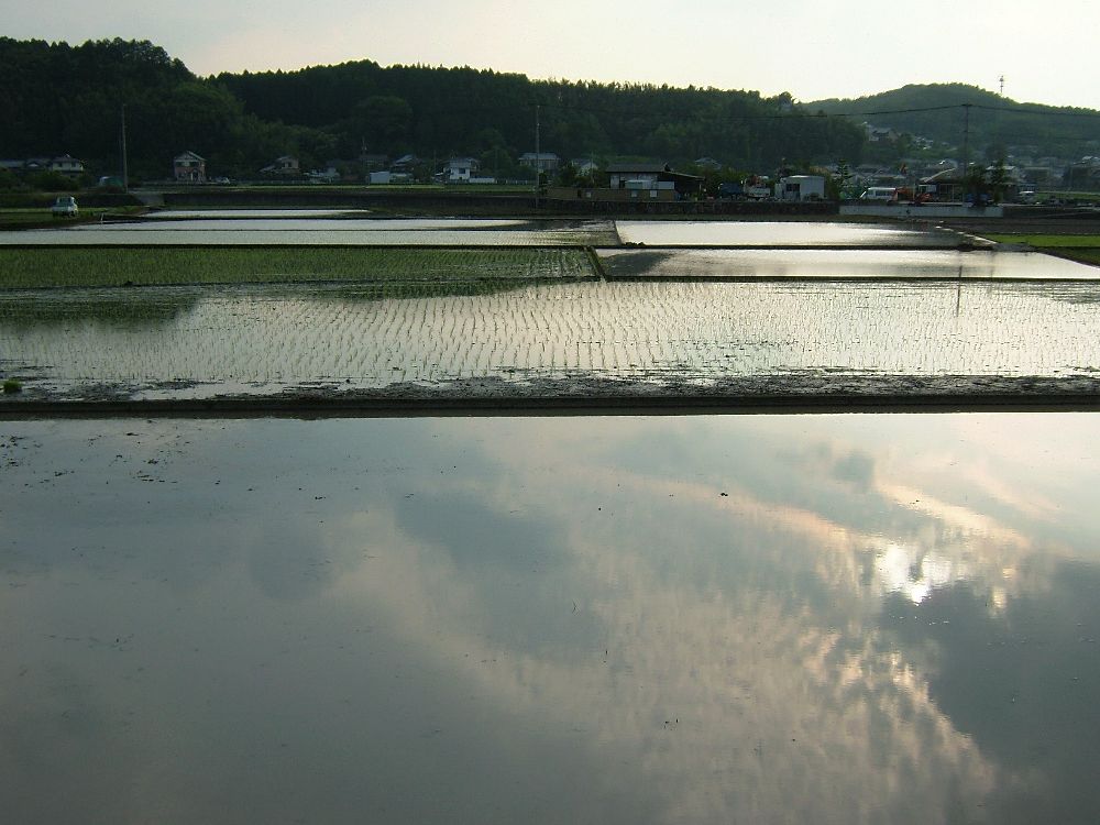 田園風景　　　6/15-1_d0065113_8345416.jpg