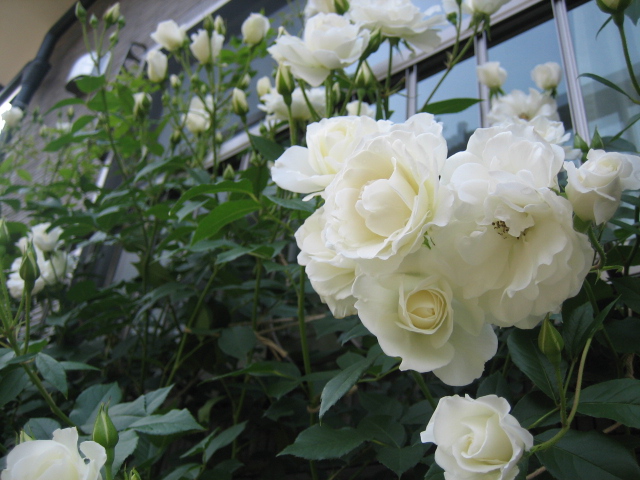庭の白バラとピンクのミニバラ_f0067514_7364289.jpg