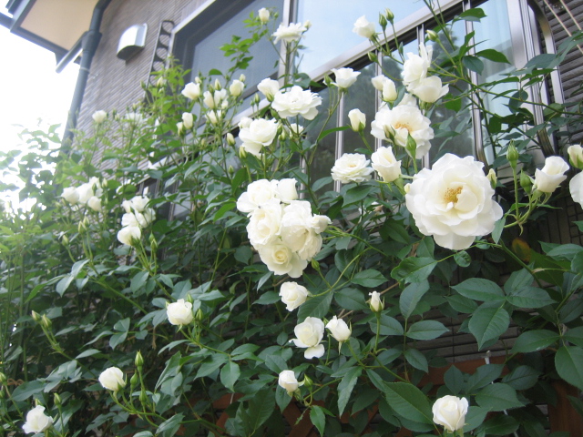 庭の白バラとピンクのミニバラ_f0067514_737440.jpg