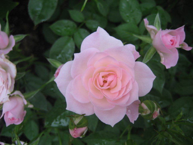 庭の白バラとピンクのミニバラ_f0067514_7534524.jpg