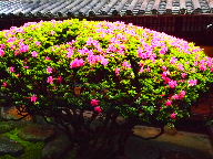 a0157619_072055.jpg
