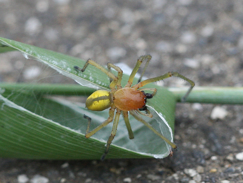カバキコマチグモ Chiracanthium japonicum 鳥平の自然だより（動物編）