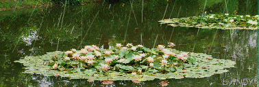 梅雨本番_a0098027_1720017.gif