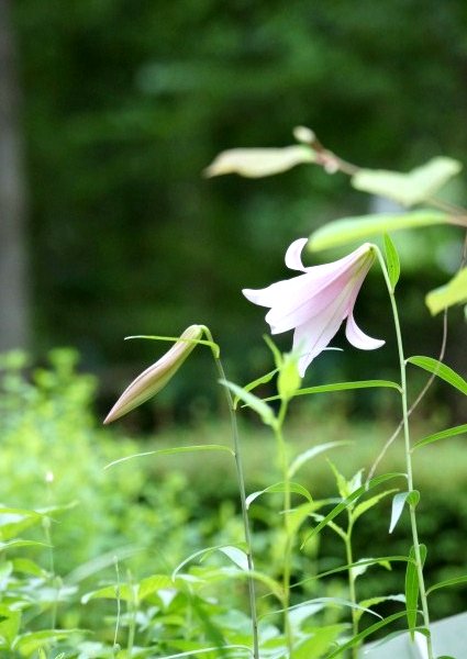 限られた地域でしか自生しない花 ヒメサユリ 姫早百合 さんじゃらっと blog 限られた地域でしか自生しない花 ヒメサユリ 姫早百合 さんじゃらっと blog