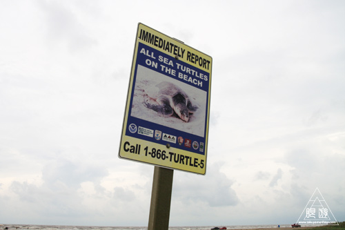 106 Bolivar Peninsula ~ペリカンだらけ~_c0211532_1014784.jpg