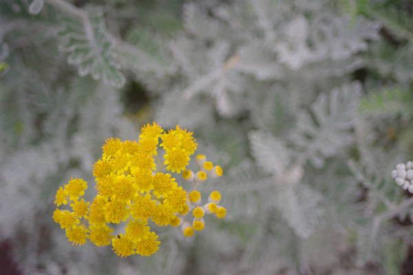 c0090139_9482967.jpg