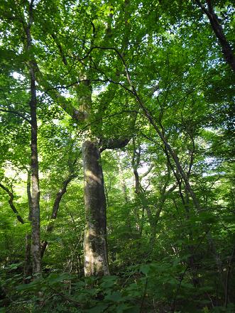 ミヤマを愛でに平治岳へ~_e0164643_22445222.jpg