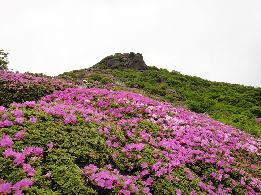 ミヤマを愛でに平治岳へ~_e0164643_23232399.jpg