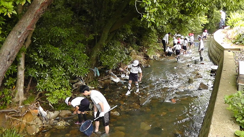 箱作小学校4年「田山川の生き物観察」サポート_c0108460_21233374.jpg