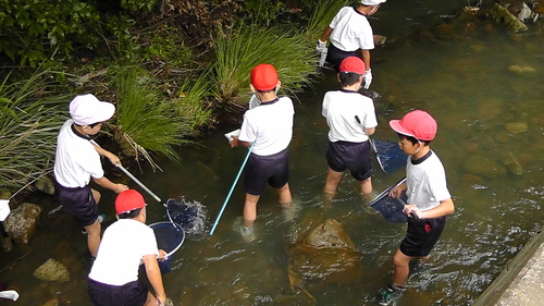 箱作小学校4年「田山川の生き物観察」サポート_c0108460_21261852.jpg