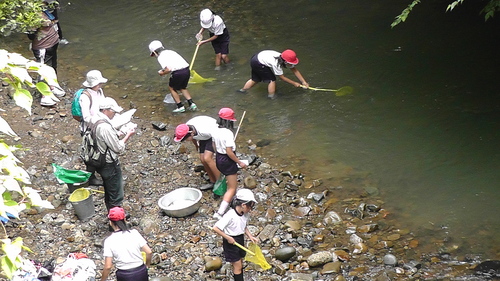箱作小学校4年「田山川の生き物観察」サポート_c0108460_22314892.jpg