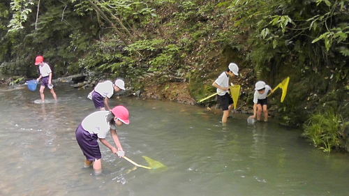 箱作小学校4年「田山川の生き物観察」サポート_c0108460_22331546.jpg