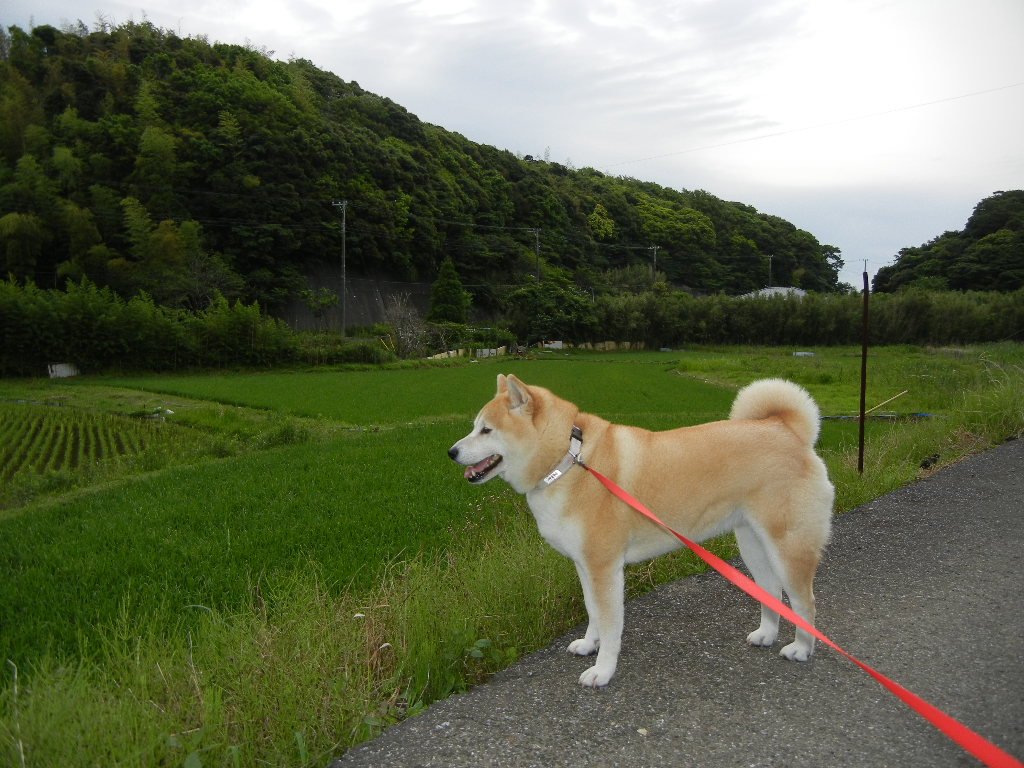 2011年6月15日(水)愛ちゃんの使用前、使用後!_f0060461_14265719.jpg
