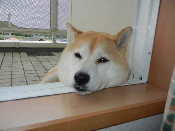 2011年6月15日(水)愛ちゃんの使用前、使用後!_f0060461_14471388.jpg