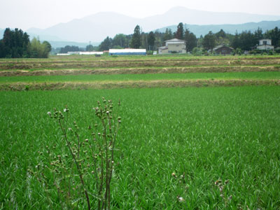 c0050264_13235531.jpg