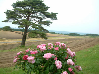c0050264_14175542.jpg
