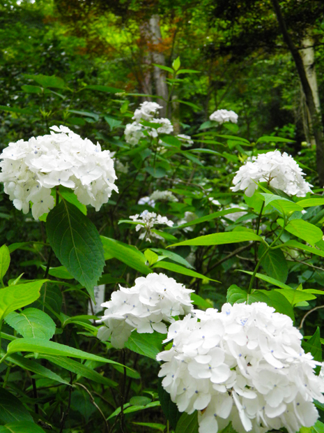 紫陽花祭り2011_e0171066_19305217.jpg