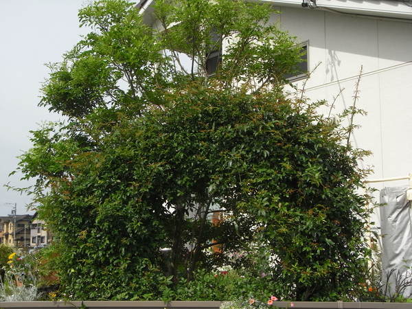 b0194267_2014495.jpg