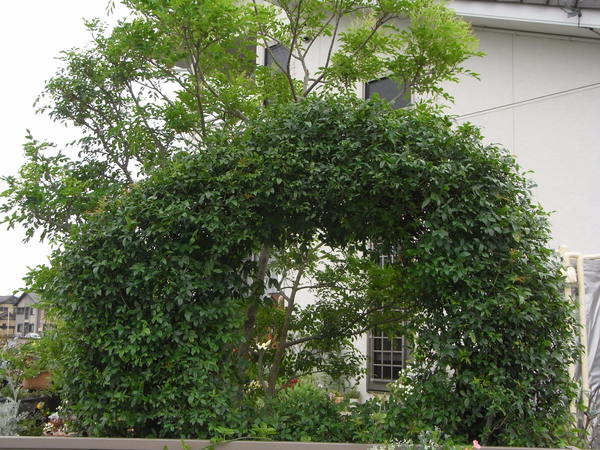 b0194267_20175373.jpg