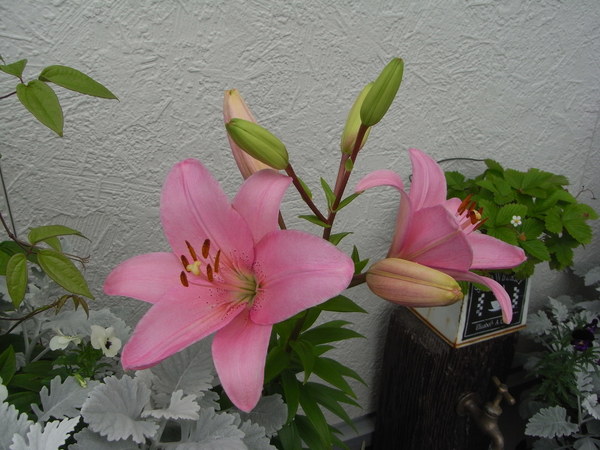 b0194267_2025671.jpg