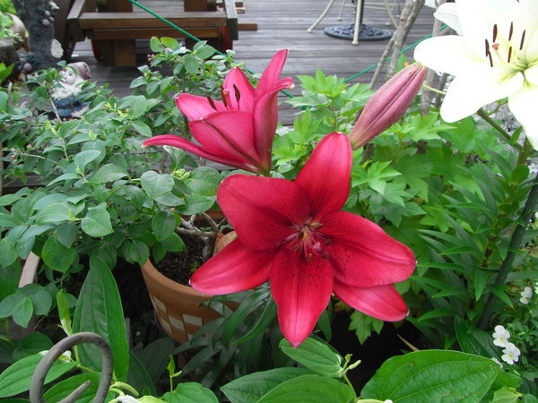 b0194267_20344476.jpg